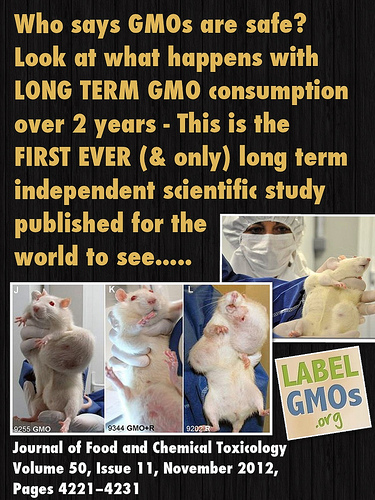 GMO Safety