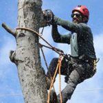 removing old tree