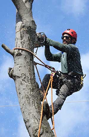 Removing Old Trees